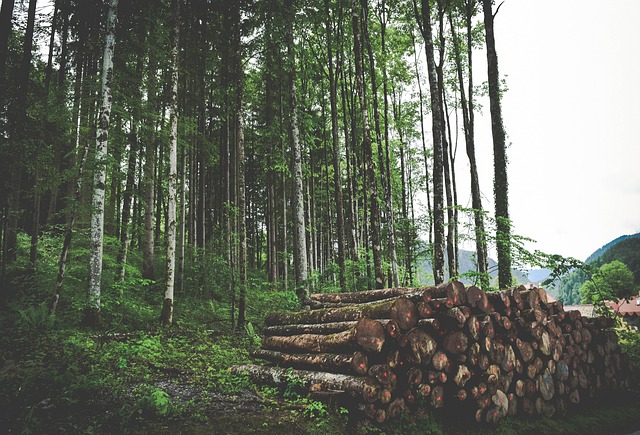 Pembalakan Kurang Impak (RIL) menjamin kelestarian hutan negara